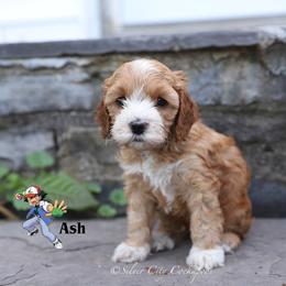 Ash - Red male Cockapoo puppy in Canastota, New York from Silver City Cockapoos