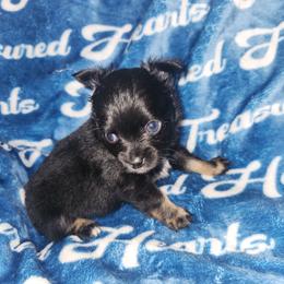 Coal - Black and tan male Chihuahua puppy in Attleboro, Massachusetts from Treasured Hearts Chihuahuas and Toy/mini poodles