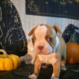 Tala - Red female Boston Terrier puppy in Kingsport, Tennessee from Irish Heart Bostons