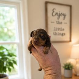 Choc and tan female - Chocolate and tan female Dachshund puppy in Indian Trail, North Carolina from Hilda’s Teenie Weenies