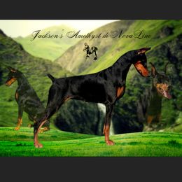 Amethyst - Doberman Pinscher