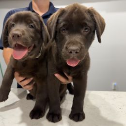 Labrador Retriever Puppies from Tag Hollow