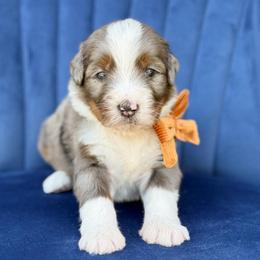 Pope - Blue merle male Bernedoodle puppy in Bellville, Ohio from Bernedoodle Buddies