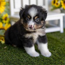 Anthem - Black tri male Miniature American Shepherd puppy in Granbury, Texas from Best Little Aussies