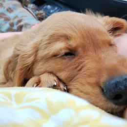 Golden Retriever Puppies from Ginger Snap Golden Retrievers
