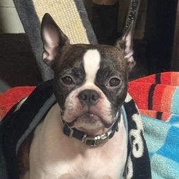 Sally - Boston Terrier