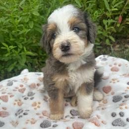 Oakley - Blue merle male Bernedoodle puppy in Temecula, California from Country Hills Doodles
