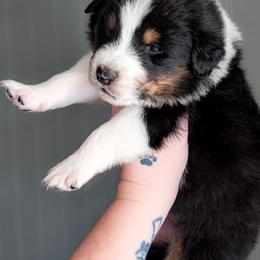 Doc - Black tri-color male Australian Shepherd puppy in Georgetown, Texas from River Reign Australian Shepherds