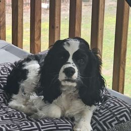 Lexie - Cocker Spaniel