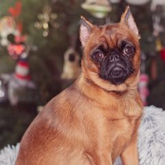 Brussels Griffon All Grown Up from Oltann Griffons
