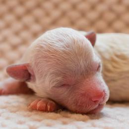Clover - White female Maltipoo puppy in Rainbow City, Alabama from Southland Farm Kennels