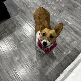 Pembroke Welsh Corgi All Grown Up from Inland Empire Corgis