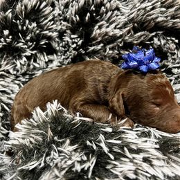 Poodle Puppies from The Poodle Boutique