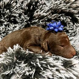 Poodle Puppies from The Poodle Boutique