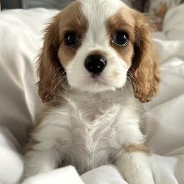 Cavalier King Charles Spaniels from True Heart Cavaliers llc