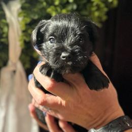 Red Boy - Black male Miniature Schnauzer puppy in Oneonta, Alabama from Murphree Valley Kennels