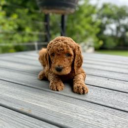 Wrangler (blue) - Red  male Goldendoodle puppy in Hutto, Texas from Crystal's Goldendoodles