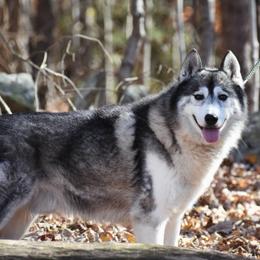 Rocket - Siberian Husky