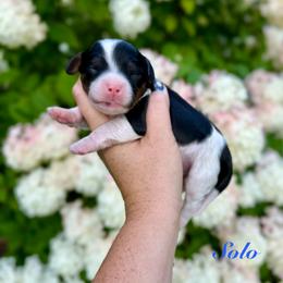 Solo - Tri-color male Cavapoo puppy in Midland, Michigan from Northern Charm Farm