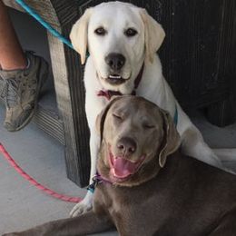 Dilute Retrievers and Labrador Retrievers from Precious Gem Labrador’s