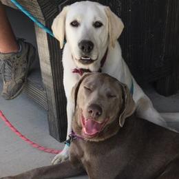 Dilute Retrievers and Labrador Retrievers from Precious Gem Labrador’s