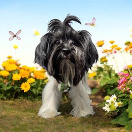 Oliver - Yorkshire Terrier