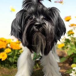 Oliver - Yorkshire Terrier