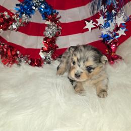 Jessie - Blue merle female Pomeranian puppy in Buckeye, Arizona from BL Poms Heaven