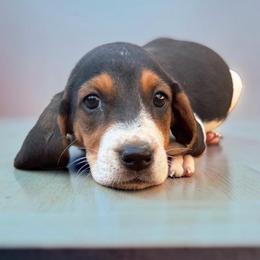 Purple girl - Tri-colored female Treeing Walker Coonhound puppy in Lovelady, Texas from 3 Color Kennel