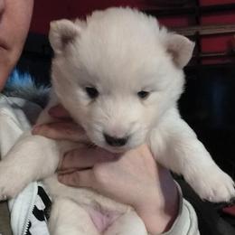 Pink - White female Siberian Husky puppy in Porter Corners, New York from Twisted Gemstone Exotics