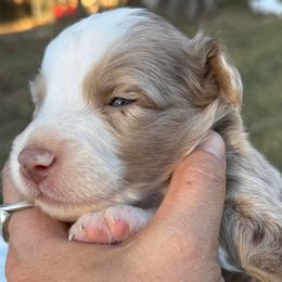 Ares - Red merle male Aussiedoodle puppy in Hempstead, Texas from Young Gun Aussies
