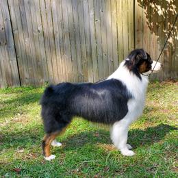 Jax - Australian Shepherd