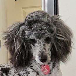 Nikki - Poodle