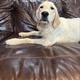Lily Rose - Light golden female Golden Retriever puppy in Lebec, California from Socalretrievers