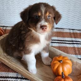 Rocky - Red tri-color male Australian Shepherd puppy in Mountain Grove, Missouri from K Bar H Farms