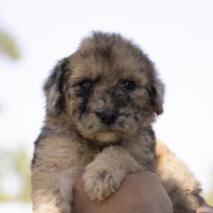 American Bully, Bernedoodle, Poodle, Sheepadoodle, and Whoodle Puppies from Wonderland’s Boujie Kennels