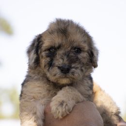 American Bully, Bernedoodle, Poodle, Sheepadoodle, and Whoodle Puppies from Wonderland’s Boujie Kennels