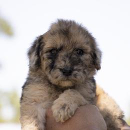American Bully, Bernedoodle, Poodle, Sheepadoodle, and Whoodle Puppies from Wonderland’s Boujie Kennels