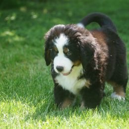 Bernese Mountain Dog Puppies from Lonesome Pine Farm