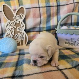 Banana - White male Pug puppy in Auburn, Kentucky from Prentice Family Pugs