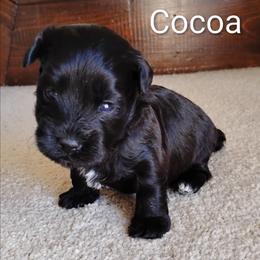 Cocoa - Black male Havanese puppy in Kinston, North Carolina from Court Jester Havanese and Prissy Diva Russian Salon Dogs