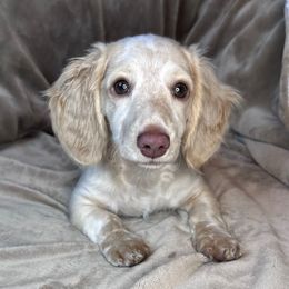 Mika - Dachshund