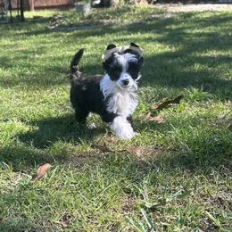 Chinese Crested and Poodle Puppies from BryMar Poodles, Chinese Crested & Russian Toys