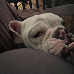 Bulldog Puppies from Bulldogzilla Breeders