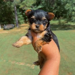 Girl 1 - Black and tan female Yorkshire Terrier puppy in Louisburg, North Carolina from Nell’s Adorable Yorkshire’s