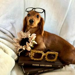 Brandy - Dachshund