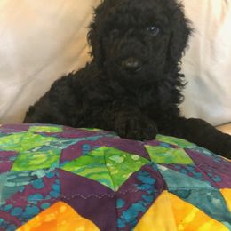 Labradoodle Puppies from Hippie Hollow Doodles
