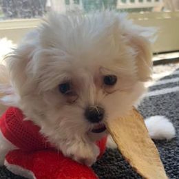 Maltese and Yorkshire Terriers from S & P Farms