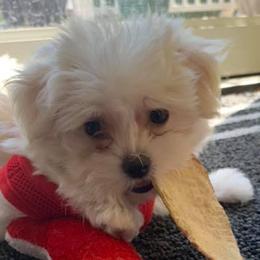 Maltese and Yorkshire Terriers from S & P Farms