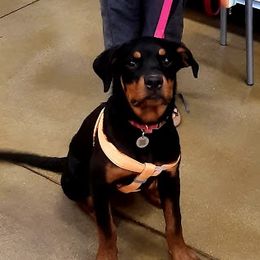 Artemis - Rottweiler